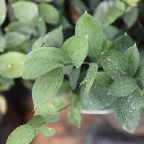 Ruscus hypoglossum,Mouse Thorn, Forever Plant - Kadiyam Nursery