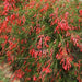Russelia equisetiformis, Russelia juncea,Weeping Mary, Coral Bush, Fountain Plant - Kadiyam Nursery