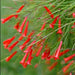 Russelia (Red) - Plant - Kadiyam Nursery