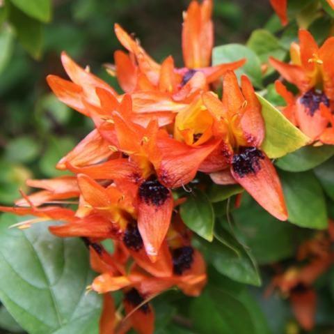 Ruttya fruticosa,Ruttya Fruticosa, Rabbit Ears, Orange Bird, Hummingbird Plant - Kadiyam Nursery