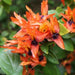 Ruttya fruticosa,Ruttya Fruticosa, Rabbit Ears, Orange Bird, Hummingbird Plant - Kadiyam Nursery