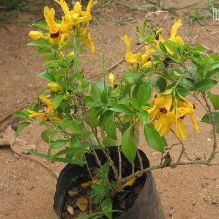 Ruttya speciosa scholesei,Yellow Rabbit Ears, Yellow Bird, Yellow Hummingbird Plant - Kadiyam Nursery
