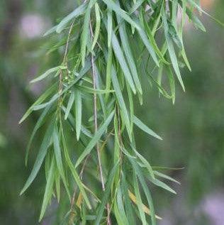 Salix babylonica,Weeping Willow, Peking Willow, Babylon Weeping Willow - Kadiyam Nursery