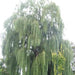 Salix babylonica,Weeping Willow, Peking Willow, Babylon Weeping Willow - Kadiyam Nursery