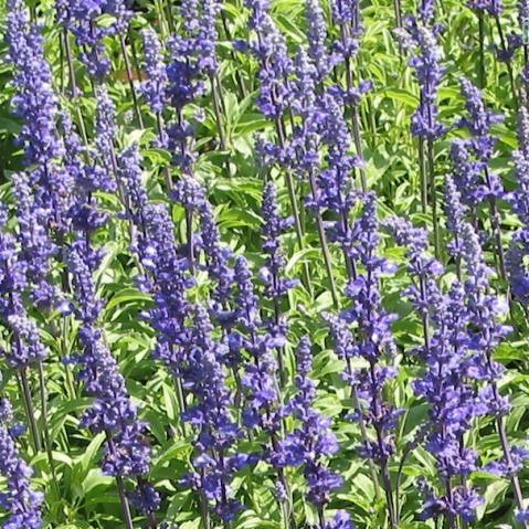 Salvia farinacea,Salvia Blue, Salvia Perennial, Mealy Blue Sage, Mealy Sage, Mealy-cup Sage, Mealycup Sage - Kadiyam Nursery