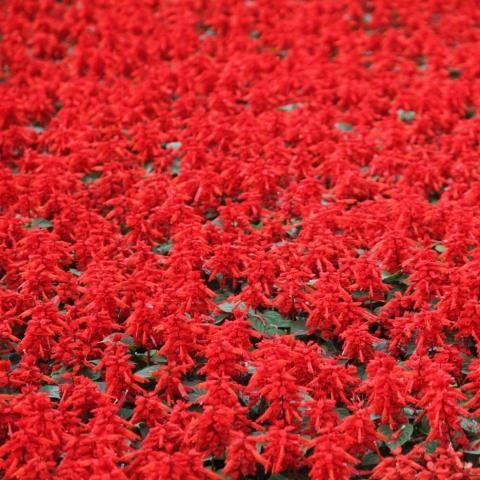 Salvia splendens red - Kadiyam Nursery