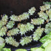 Salvinia auriculata,Floating Fern, Butterfly Fern - Kadiyam Nursery