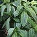 Sanchezia nobilis tricolor,Tricolor Aphelandra - Kadiyam Nursery