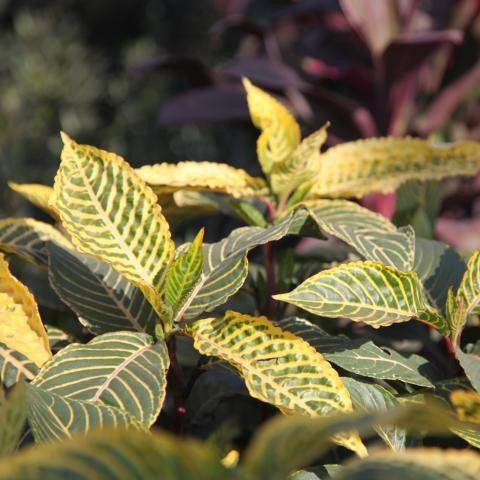 Sanchezia nobilis,Aphelandra, Tiger Plant - Kadiyam Nursery
