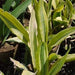 Sansevieria guineensis variegata,Sansevieria Golden Broad Leaved - Kadiyam Nursery