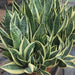 Sansevieria trifasciata compacta,Sansevieria Compacta - Kadiyam Nursery