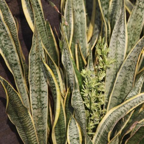 Sansevieria trifasciata laurentii, S. zebrina,Mother In Laws Tongue, Snake Plant, Sanseveria, Bowstring Hemp. - Kadiyam Nursery