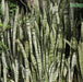 Sansevieria trifasciata,Snake Plant, Mother-in-law's Tongue - Kadiyam Nursery