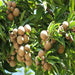 Sapodilla "Pala" Long-Lived Evergreen Tree Rare Exotic Plants Garden Plant(1 Healthy Live Plant) - Kadiyam Nursery