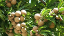 Sapota chikoo plant Cricket Ball (Grafted) - Fruit Plants & Tree - Kadiyam Nursery