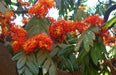 Saraca Asoca, Sita Ashok, Ashoka Tree - Plant - Kadiyam Nursery