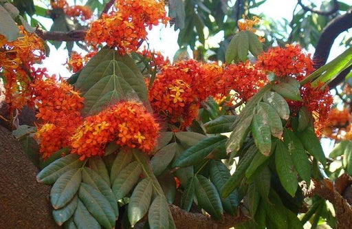 Saraca Asoca, Sita Ashok, Ashoka Tree - Plant - Kadiyam Nursery