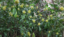Schaueria flavicoma,Jacobinia Yellow, Jacobina Yellow, Golden Plume, Jacobina Hairy Light Yellow, Paint Brush Jacobina - Kadiyam Nursery
