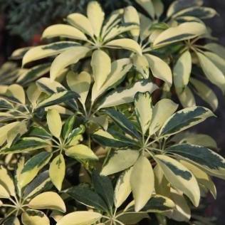 Schefflera arboricola hicolor,Schefflera Variegated, Schefflera Hicolor - Kadiyam Nursery
