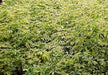 Schefflera arboricola hicolor,Schefflera Variegated, Schefflera Hicolor - Kadiyam Nursery