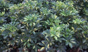 Schefflera arboricola variegata,Schefflera Variegated - Kadiyam Nursery