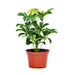 Schefflera Green, 8.5 Cm Pot Stunning Hybrid (Air Purifier Healthy Live Plant) - Kadiyam Nursery