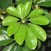 Schefflera Green, 8.5 Cm Pot Stunning Hybrid (Air Purifier Healthy Live Plant) - Kadiyam Nursery