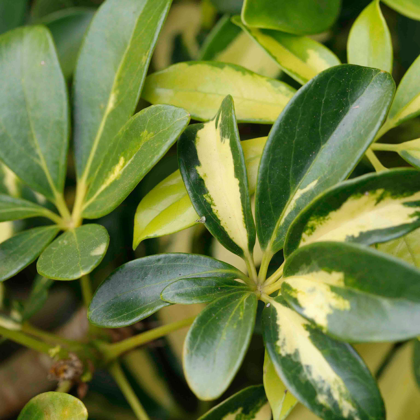 Araliaceae or Arelia family