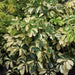 Schefflera venulosa hicolor,Big Schefflera Hicolor - Kadiyam Nursery