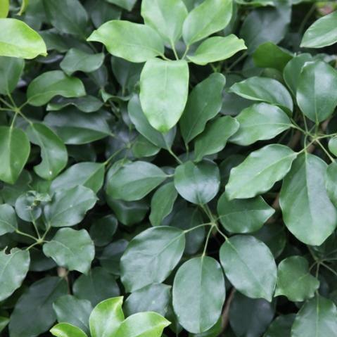 Schefflera venulosa,Big Leaf Schefflera - Kadiyam Nursery