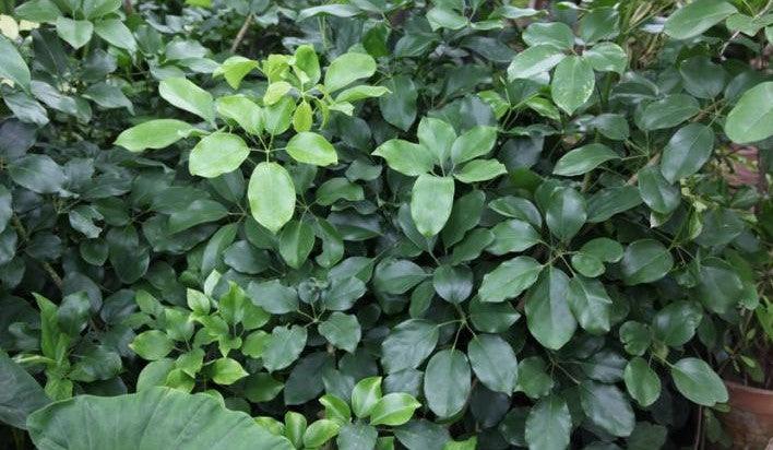 Schefflera venulosa,Big Leaf Schefflera - Kadiyam Nursery
