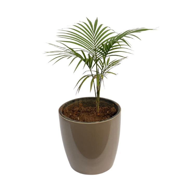 Semi Graphics Chamaedorea Palm Plant with Pot for Home | Indoor Live Bamboo Palm in Fibre Pot - Kadiyam Nursery