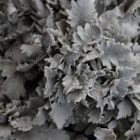 Senecio cineraria cirrus,Dusty Miller - Kadiyam Nursery