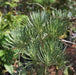 Senecio kleinia, Kleinia nerifolia,California Cactus, Monkey Tree - Kadiyam Nursery