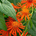 Senecio Orange Plant - Creepers & Climbers Flower Garden Live Plant Nursery Indoor Outdoor Living Plants - Kadiyam Nursery