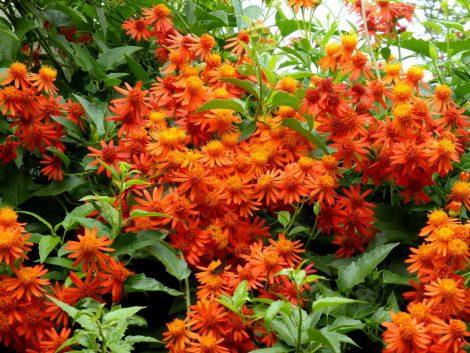 Senecio Orange Plant - Creepers & Climbers Flower Garden Live Plant Nursery Indoor Outdoor Living Plants - Kadiyam Nursery