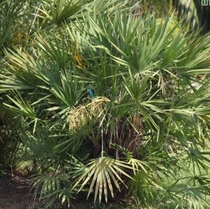 Serenoa repens green,Serenoa Palm - Kadiyam Nursery