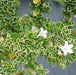 Serissa foetida variegated,Serissa Variegated, Snow Rose, Tree Of A Thousand Stars - Kadiyam Nursery