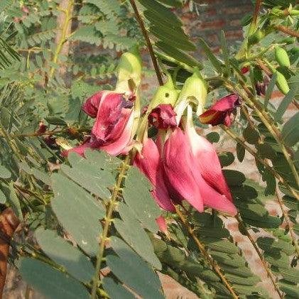 Sesbania grandiflora rubra, Agati grandiflora rubra,Sesban, Vegetable Hummingbird, Red Wisteria - Kadiyam Nursery