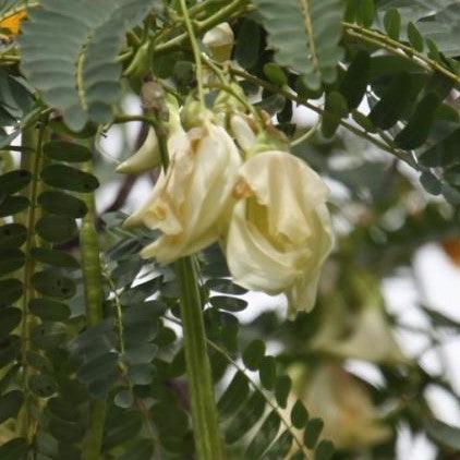 Sesbania grandiflora,Sesban, Vegetable Hummingbird - Kadiyam Nursery