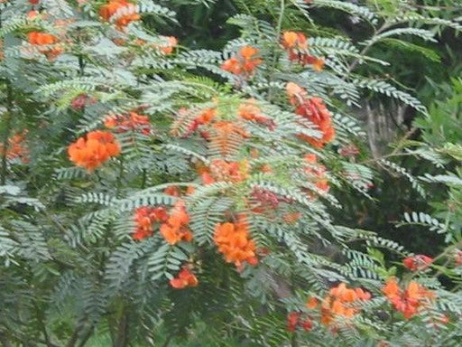 Sesbania punicea, S tripetii, Daubentonia tripetii,Chines Rattlebox, Scarlet Wisteria, Red Sesbania, Coffee Weed, Rattle-pod, Sesban, Red Seine Bean - Kadiyam Nursery