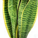 Snake plant - Kadiyam Nursery