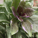 Solandra nitida variegated,Variegated Solandra - Kadiyam Nursery