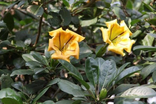 Solandra nitida,Cup Of Gold, Chalice Vine - Kadiyam Nursery