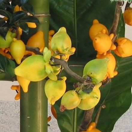 Solanum mammosum,Nipple Fruit - Kadiyam Nursery