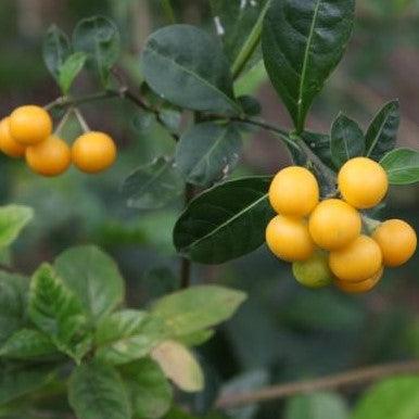 Solanum massupiformis - Kadiyam Nursery