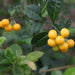 Solanum massupiformis - Kadiyam Nursery