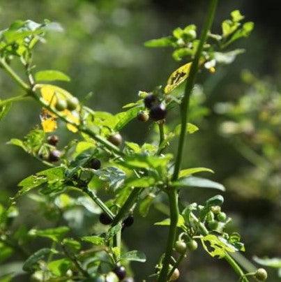 Solanum nigrum,Black Night Shade, Makoy, Deadly Nightshade, Garden Nightshade, Kakamachi. - Kadiyam Nursery
