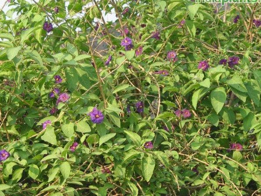 Solanum wendlandii,Paradise Flower, Giant Potato Creeper, Paradise Flower, Divorce Vine, Costa Rica Nightshade - Kadiyam Nursery