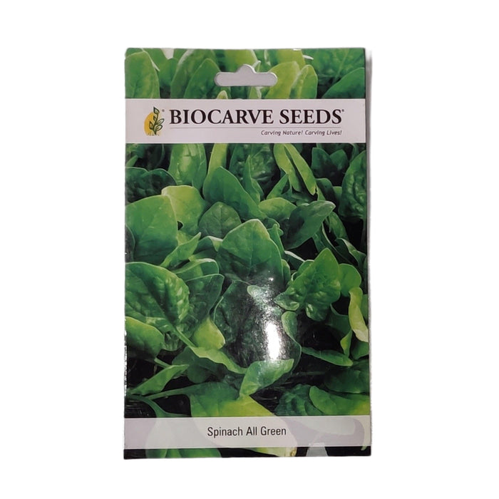 Spanich all green vegitable seeds (pack of 100 seeds) - Kadiyam Nursery